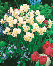 Lökmix Vårblomma Ø9-11 cm